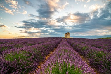 Günbatımında Provence 'de sersemletici lavanta tarlaları, canlı mor çiçekler ve kırsal bir taş bina sergileniyor..
