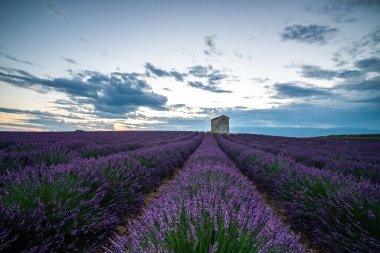 Provence 'deki lavanta tarlalarının çarpıcı manzarası, gün batımında dramatik bir gökyüzü altında canlı mor sıralar sergiliyor..