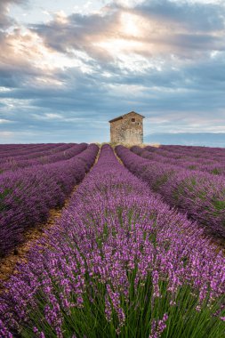 Fransa, Provence 'ın büyüleyici lavanta tarlalarını keşfedin, çarpıcı bir günbatımında canlı renkler ve sükunet yakalayın..