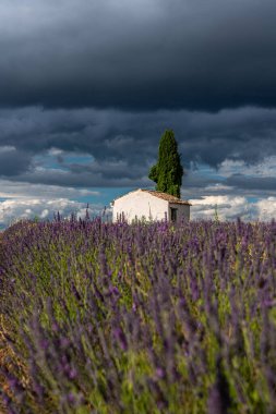 Fransa 'nın Provence şehrinde dramatik fırtınalı gökyüzüne karşı kırsal bir evi olan güzel lavanta tarlaları..