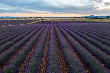 Fransa 'nın Provence kentindeki canlı lavanta tarlalarının sersemletici hava görüntüleri günbatımında doğanın güzelliğini gözler önüne seriyor..