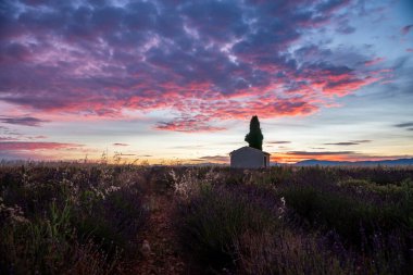 Provence 'ın büyüleyici güzelliğini canlı lavanta tarlalarıyla gün batımında nefes kesici bir gökyüzünün altında tecrübe edin..