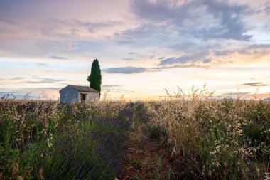 Fransa 'nın Provence şehrinde günbatımında lavanta tarlalarının huzur veren güzelliğini keşfedin. Doğa cazibesine mükemmel bir kaçış..