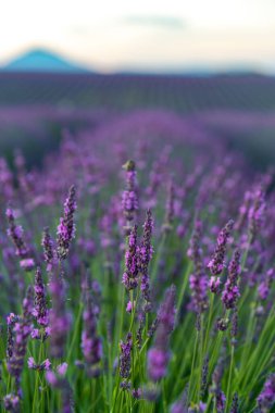 Fransa 'nın Provence kentindeki lavanta tarlalarının güzelliğini tecrübe edin. Göz kamaştırıcı mor çiçekler ufka kadar uzanıyor..