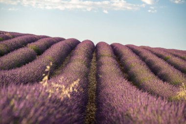 Fransa, Provence 'ın nefes kesen lavanta tarlalarını keşfedin, berrak bir gökyüzüne karşı canlı mor çiçekler sergiliyor..
