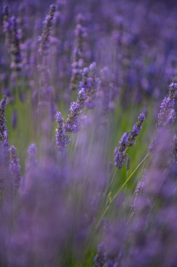 Provence 'ın büyüleyici lavanta tarlalarını keşfedin, hafif meltemde sallanan canlı mor çiçekleri gösterin.