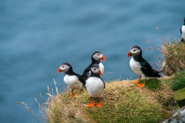 Bir grup canlı martı, yaz sonu boyunca Faroe Adaları 'nın çarpıcı okyanus manzarasına bakan çimenli bir uçuruma tünemişti..