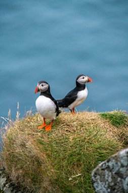 Manzaralı Faroe Adaları 'ndaki çimenli bir uçuruma tünemiş iki tatlı martı yaz mevsiminin özünü yakalıyor ve güzelliği yansıtıyor..