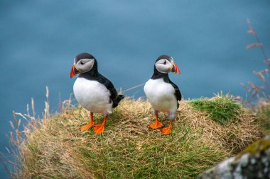 Yazın sonlarında Faroe Adaları 'nın güzelliğini gözler önüne seren çimenli kayalıklara tünemiş iki martıyı çarpıcı bir şekilde yakalamak..