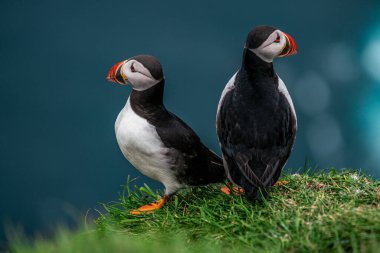 İki martı, yazın sonlarında Faroe Adaları 'nın güzelliğini yakalayan, sakin mavi bir arka planda yemyeşil çimlerin üzerinde duruyor..