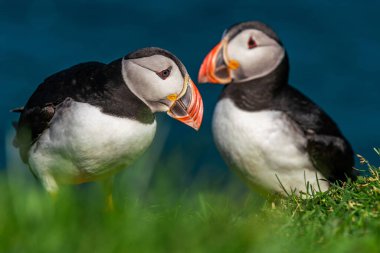 İki canlı martı Faroe Adaları 'nda büyüleyici bir zemin üzerinde etkileşime girerek yaz sonu güzelliğinin özünü yakalıyor..