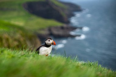 Çimenli kayalıklara tünemiş çarpıcı bir martı yaz sonlarında Faroe Adaları 'nın güzelliğini yakalıyor..