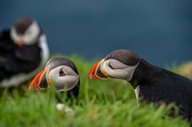 Yaz sonlarında Faroe Adaları 'ndaki yemyeşil çimlerde etkileşen martıların güzelliğini yakalayın. Büyüleyici bir vahşi yaşam anı.