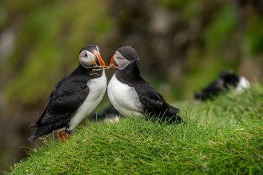 Faroe Adaları 'nın verimli tepelerinde iki martı, yaz güzelliğinin özünü yakalıyor..