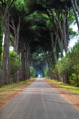 Bu çarpıcı fotoğraf İtalya, Pisa 'da sakin, ağaçlarla kaplı bir cadde yakalıyor, doğa severler ve seyahat meraklıları için mükemmel..