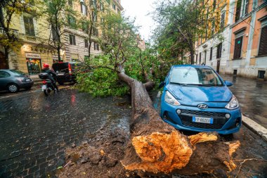 Roma 'daki dramatik bir sahne, şiddetli yağmurdan sonra mavi bir arabanın üzerinde düşen bir ağacı gösteriyor. Ağaçlar ve sokaklar sert havanın etkisini yansıtıyor..