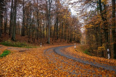 Sonbaharın güzelliğini tecrübe edin Eltz Kalesi 'nin yakınındaki dolambaçlı bir yolda, parlak turuncu yapraklar yolu kaplıyor..