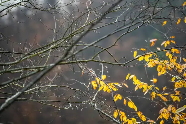 Almanya 'nın Eltz Şatosu yakınlarındaki büyüleyici sonbahar renklerine tanık olun. Altın yapraklar ve narin yağmur damlaları dingin bir manzara yaratır..