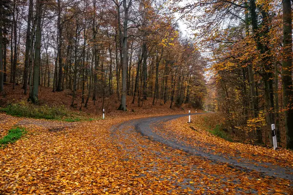 Sonbaharın güzelliğini tecrübe edin Eltz Kalesi 'nin yakınındaki dolambaçlı bir yolda, parlak turuncu yapraklar yolu kaplıyor..