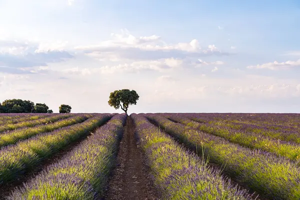 İspanya 'daki geniş lavanta tarlalarıyla dingin bir güzellik deneyimi, canlı çiçekler ve sakin bir manzara..