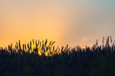 İspanya 'daki lavanta tarlalarının nefes kesici günbatımıyla aydınlanan huzur dolu güzelliğini tecrübe edin. Doğa sanatının mükemmel bir yansıması..