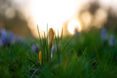 Sersemletici yakın plan sarı kır çiçekleri yemyeşil çimlerde çiçek açıyor Amsterdam 'da sakin bir gündoğumu sırasında.