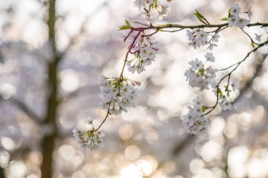 Amsterdam 'da kiraz çiçeklerinin göz kamaştırıcı yakın çekimi, bahar özünü ve doğal güzelliği yumuşak bir bokeh arka planla yakalamak..