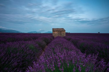 Provence, Fransa 'nın nefes kesen lavanta tarlalarını keşfedin, canlı mor çiçekler ve huzurlu manzaralar gösterin..