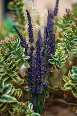 Provence 'deki lavantanın güzelliğini keşfedin. Canlı renklerini ve doğal cazibesini yakalayın..