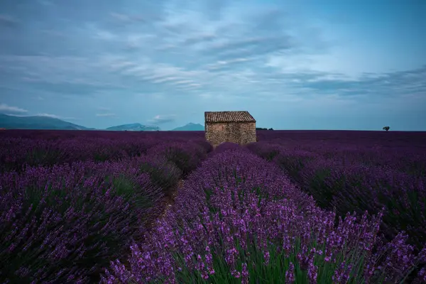 Provence, Fransa 'nın nefes kesen lavanta tarlalarını keşfedin, canlı mor çiçekler ve huzurlu manzaralar gösterin..