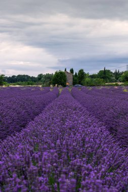 Provence 'ın büyüleyici lavanta tarlalarını keşfedin, canlı mor çiçekler ve kırsal taştan bir ev.