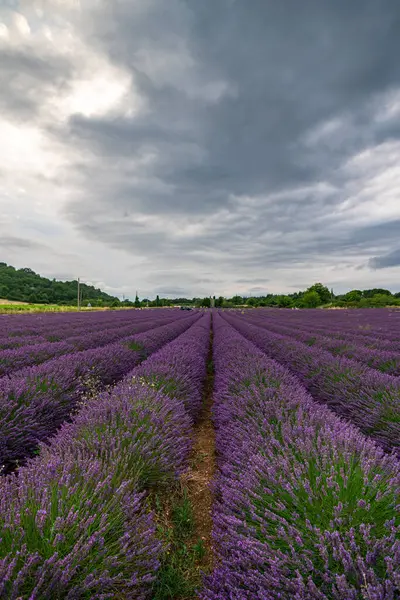 Fransa 'nın Provence kentindeki soluk soluğa kalan lavanta tarlalarını keşfedin. Manzara meraklıları için mükemmel.