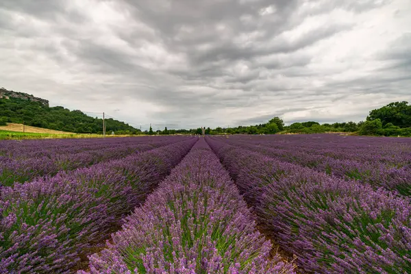 Fransa 'nın Provence kentindeki canlı lavanta tarlalarının karamsar gökyüzüne karşı güzelliğini tecrübe edin..
