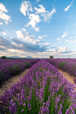 Canlı lavanta tarlalarının göz kamaştırıcı manzarası. Resimli bir gökyüzü. Provence, Fransa 'nın güzelliğini gözler önüne seriyor. Seyahat meraklıları için mükemmel bir manzara..