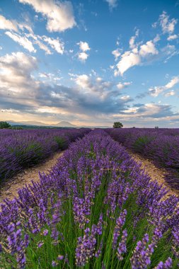 Fransa, Provence 'ın büyüleyici lavanta tarlalarını keşfedin. Gün batımında güzel bir gökyüzünün altında canlı mor çiçekler sergiliyorsunuz..