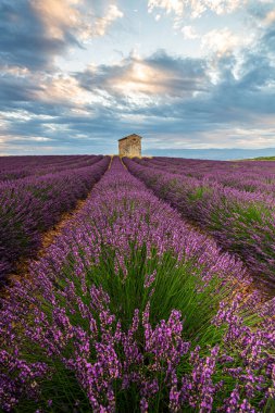 Fransa, Provence 'deki büyüleyici lavanta tarlaları dramatik bir gökyüzü altında canlı çiçeklerle bezenmiş..