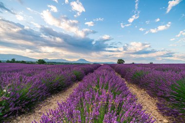 Sersemletici lavanta tarlaları altın güneş ışığıyla yıkanmış, sakin Provence manzarasına karşı kurulmuş..
