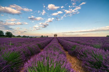 Fransa 'nın Provence kentindeki lavanta tarlalarının nefes kesici manzarası gün batımında canlı renkler sergiliyor..