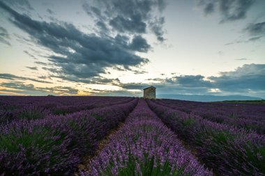 Fransa 'nın Provence kentindeki dramatik günbatımına karşı kırsal bir bina ile ufka doğru uzanan büyüleyici lavanta tarlaları..