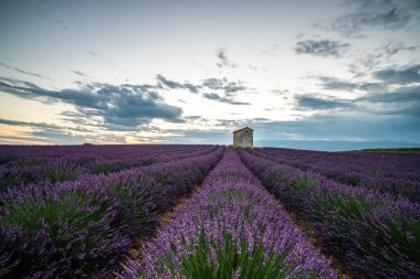 Günbatımında kırsal bir bina ile Provence, Fransa boyunca uzanan büyüleyici lavanta tarlaları, seyahat ve doğa temaları için ideal..
