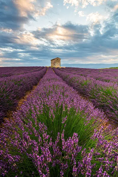 Fransa, Provence 'deki büyüleyici lavanta tarlaları dramatik bir gökyüzü altında canlı çiçeklerle bezenmiş..