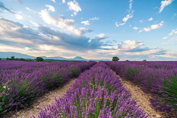 Sersemletici lavanta tarlaları altın güneş ışığıyla yıkanmış, sakin Provence manzarasına karşı kurulmuş..