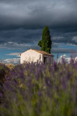 Provence 'ın güzelliğini, dramatik gökyüzünün altında canlı lavanta tarlalarıyla çevrili bu tuhaf kır eviyle yaşayın..