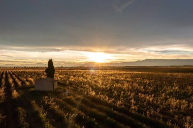 Provence, Fransa 'nın nefes kesici hava manzarası, canlı tarlalar, büyüleyici bir bina ve dramatik bir günbatımı gökyüzü..