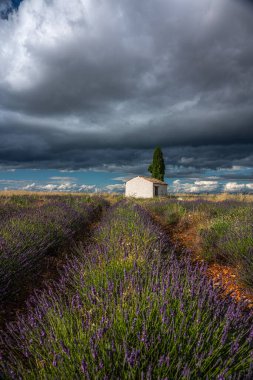 Provence 'deki dramatik gökyüzünün altında sersemletici lavanta tarlaları, seyahat ve doğa meraklıları için mükemmel..