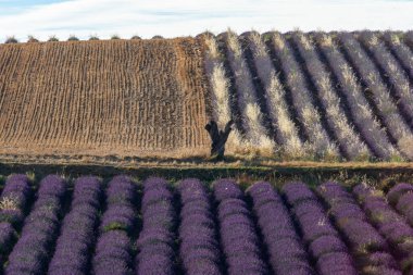 Provence 'deki lavanta tarlalarının göz kamaştırıcı manzarası, canlı mor çiçekler ve kırsal tarım arazileri..