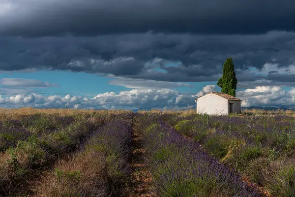 Provence 'deki lavanta tarlasının dingin güzelliğini keşfedin. Fırtınalı bir gökyüzüne karşı kurulmuş tuhaf bir kulübeyle..