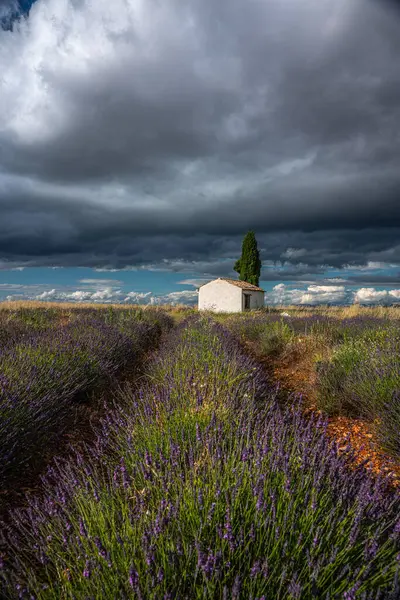 Provence 'deki dramatik gökyüzünün altında sersemletici lavanta tarlaları, seyahat ve doğa meraklıları için mükemmel..