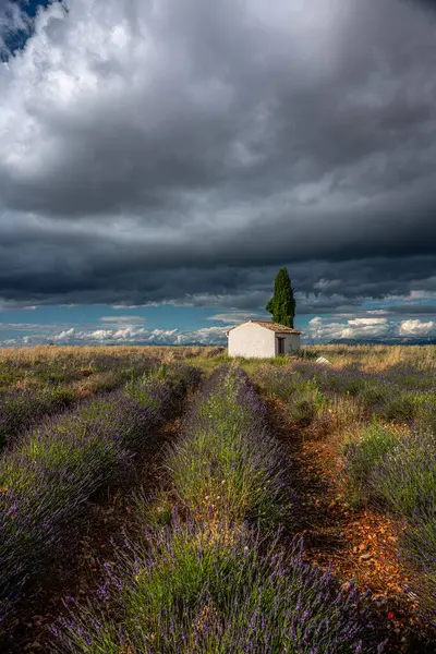 Fransa, Provence 'deki lavanta tarlalarının sakin manzarası, etkileyici bir binayla, dramatik bulutlu gökyüzüne karşı kurulmuş..