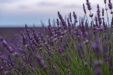 Fransa, Provence 'ın büyüleyici lavanta tarlalarını keşfedin, dingin bir arka planda canlı mor çiçekler sergiliyor..